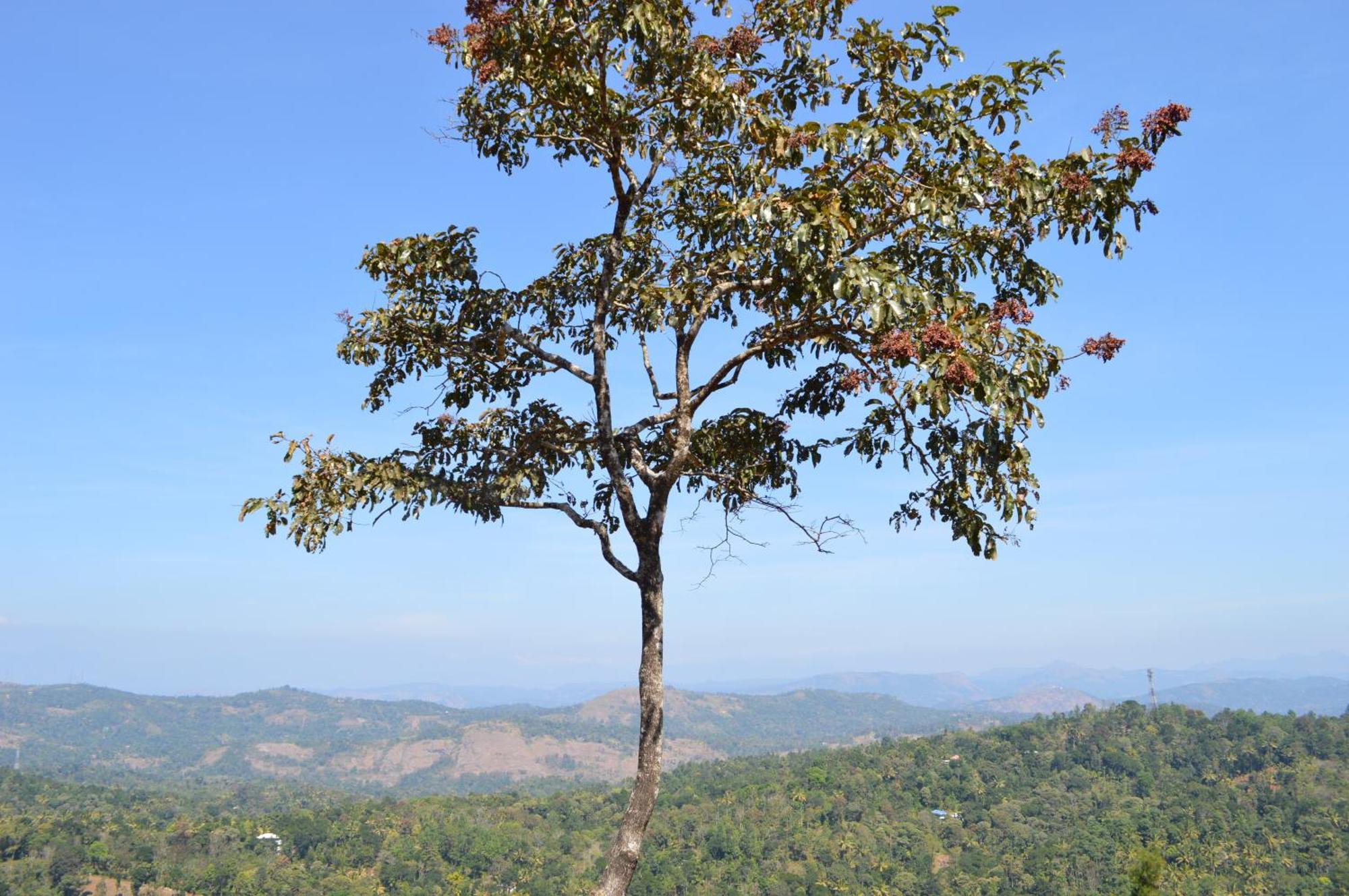 Ashramam Health Resort Kattappana Buitenkant foto